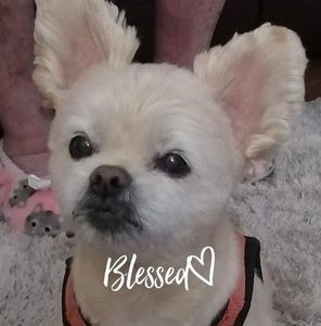 Meet your Posher, Sandy